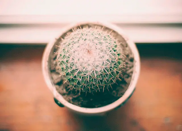 SGK